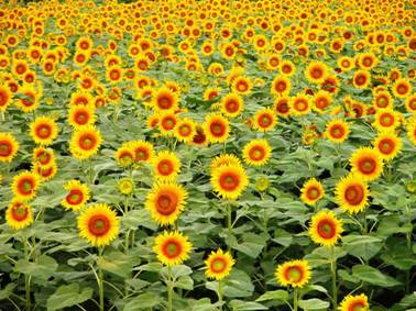 XKTY.COM-星空(中国)